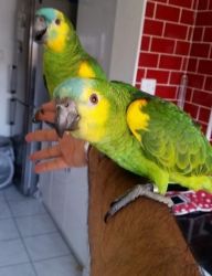 Proven pair blue fronted Amazone Parrots