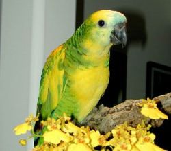Blue fronted amazon parrots for sale