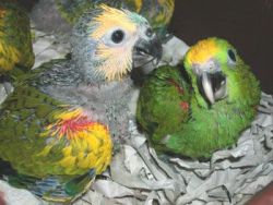 Blue fronted amazon parrots for sale