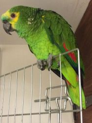 Hand Raised Blue Fronted Amazon Parrots Available.