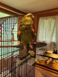 Beautiful blue fronted amazon parrot for sale