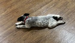 Blue Heeler Cross Pup