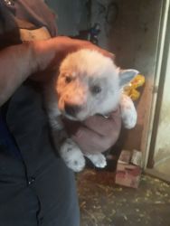Blue Heeler border collie mix puppies for sale