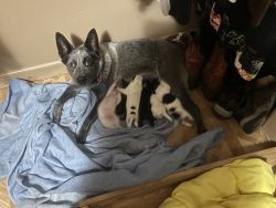 For sale blue healer puppies