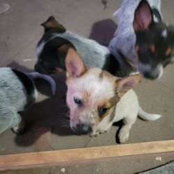 Blue and red healer pups for sale