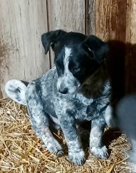 Blue Heeler border collie cross puppies for sale
