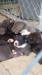 Blue nose puppies for sale