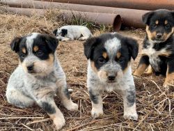they are blue healer with love!!