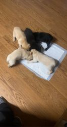 Blue. Heeler and labs puppies