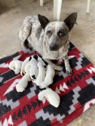 Blue heeler pups looking for loving homes!