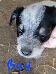 I have 8 Blue heeler puppies for sale very healthy and loving babies