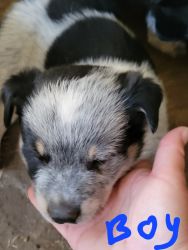 I have 8 blue heeler puppies for sale 3 females and 5 males