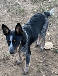 Blue Heeler young females, 5 months old shots and wormed