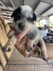 Blue Healer puppies for sell