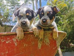 Blue Heeler puppies