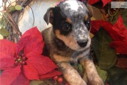 Registered Blue Heeler Puppies For Sale ..