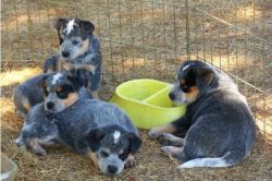 Cute Blue Heeler Puppies Ready Now