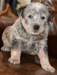 blue heeler male and female pups
