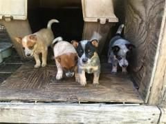Red and blue heeler puppies