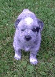 BLUE HEELER/AUSTRALIAN CATTLE DOG