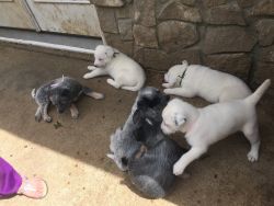 Heeler puppies for sale
