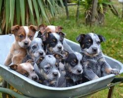 AKC quality Blue Heeler Puppy for loving home !!!