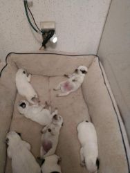 Registered Blue Heeler puppies