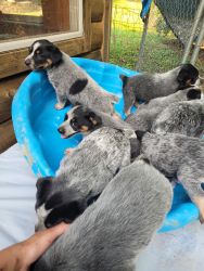 9 blue heeler puppies ready 2 go