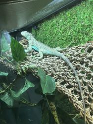 Female blue iguana needs male owner