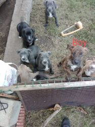 Puppies Doberman/Blue Lacy & American bully.