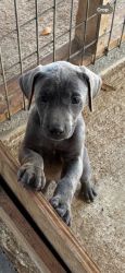 Blue lacy Puppies for sale