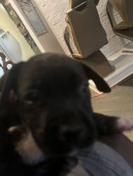 Beautiful blue pit bull puppies,very Energetic and kid friendly