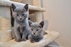 Lovely Russian Blue Kitten For Sale