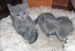 HEARTENING RUSSIAN BLUE KITTENS