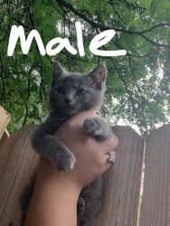 Grey male available