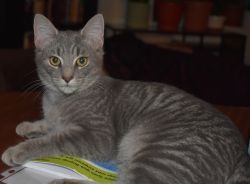 Very gentle Blue Tabby, 4-month-old