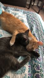 Cats-Bonded Pair