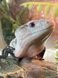 Sweet Blue Tongued Skink for sale!