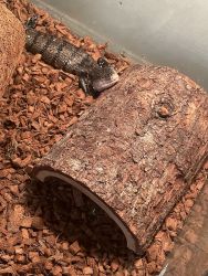 Blue-Tongued Skink with 70 gal tank
