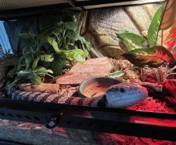 Adult Blue Tongue Skink for Sale with Cage