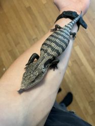 Baby Farm Bred Indonesian Blue Tongue Skink With Tank Setup