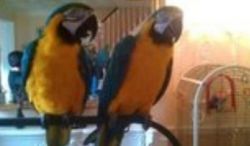 Talking Blue and Gold Macaw Parrots Fir Sale