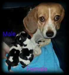 Akc Beagle Puppies *rare Blueticks*
