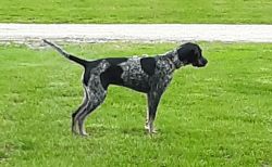 16 Month Old Female Bluetick Coonhound