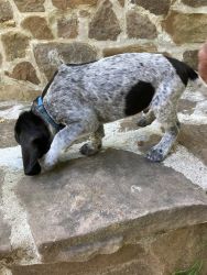 Pure bred BlueTick Coonhound puppies