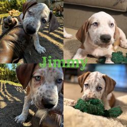 Jimmy (mixed breed)