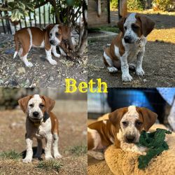 Beth (mixed breed)