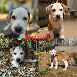 Kayce (mixed breed)