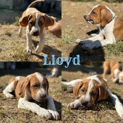 Lloyd (mixed breed)