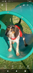 Blutick coonhound puppy for sale